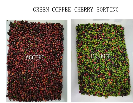 Máquina classificadora de cores de grãos de café cereja